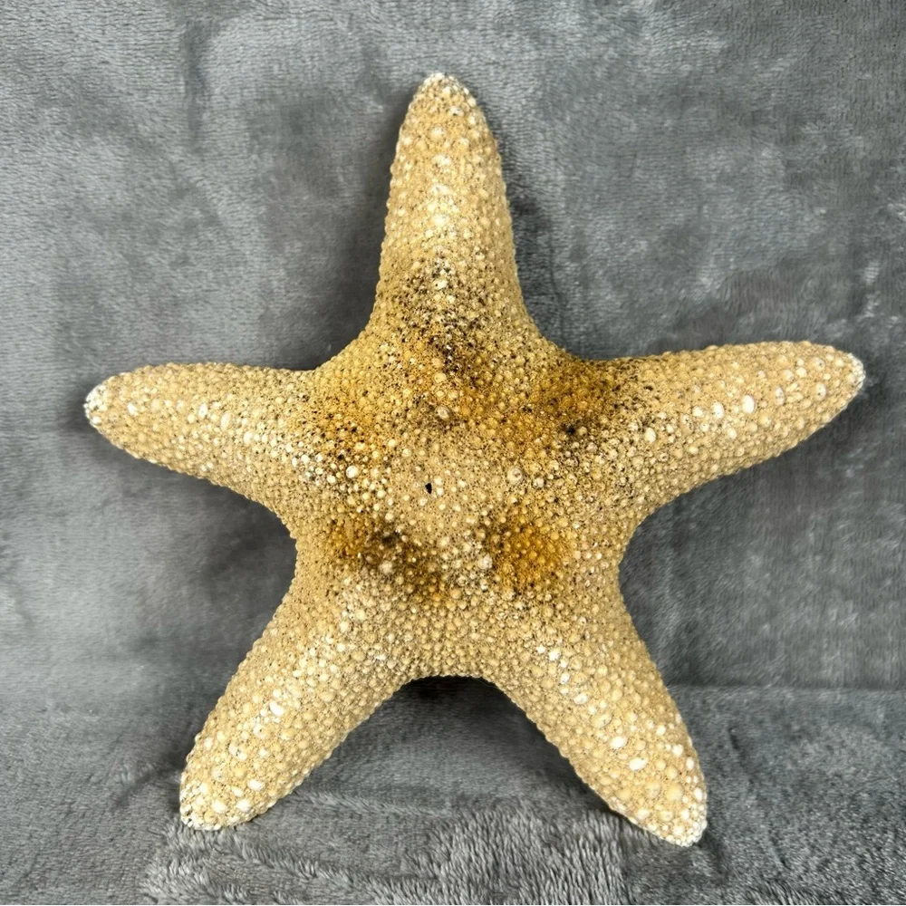 Natural Dried Starfish Decor Coastal Beach Home Accent Large 8” Patrick Nautical